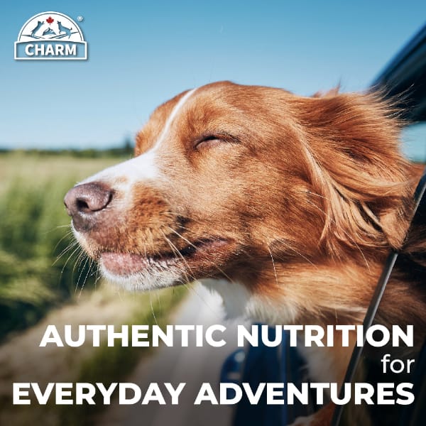 CHARM Free-Run Chicken Dry Dog Food - Image 8