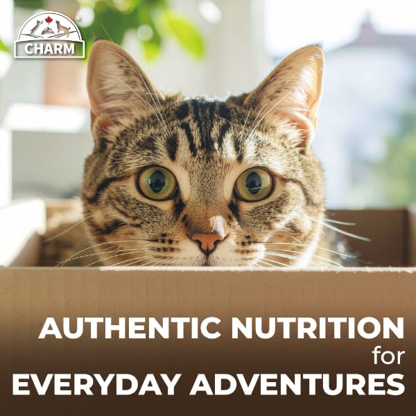 CHARM North Atlantic Ocean Fish Dry Cat Food - Image 8