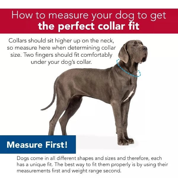 Coastal Accent Microfiber Dog Collar - Image 5
