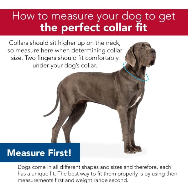 Lazer Brite Reflective Adjustable Collar - Image 3