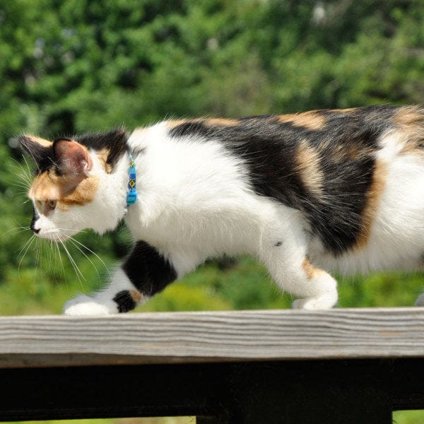 Coastal Safe Cat Fashion Adjustable Breakaway Collar - Image 2