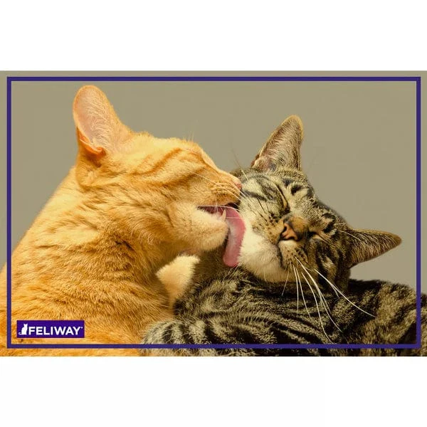 FELIWAY FRIENDS 30 Day Refill - Image 8