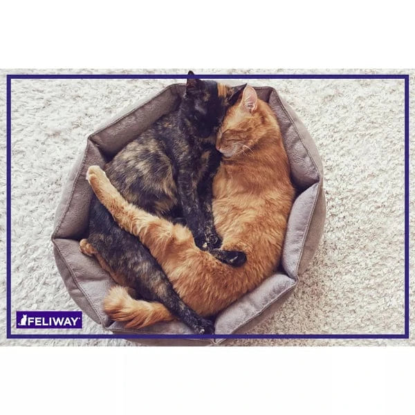 FELIWAY FRIENDS Diffuser Kit for Cats - Image 7