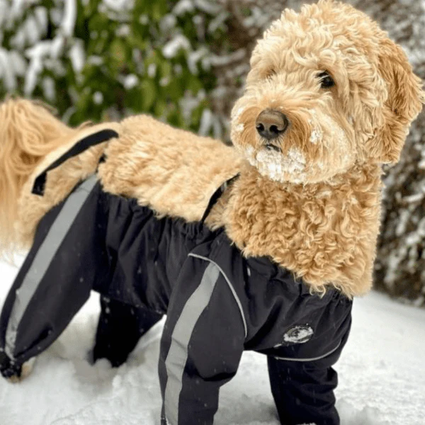 FouFouDog Bodyguard Dog Pants - Image 3