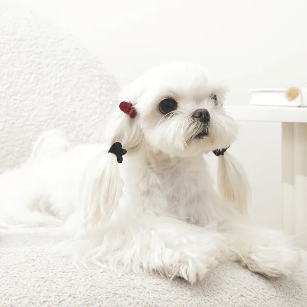 M-PETS GLAM Hair Accessories for Pets | Heart Shape Clip - Image 6