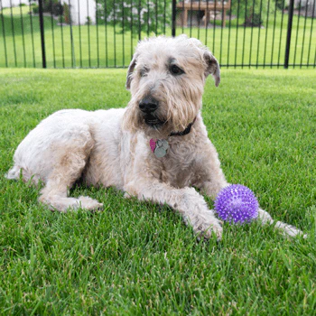 Gnawsome Medium Squeaker Ball - Image 4