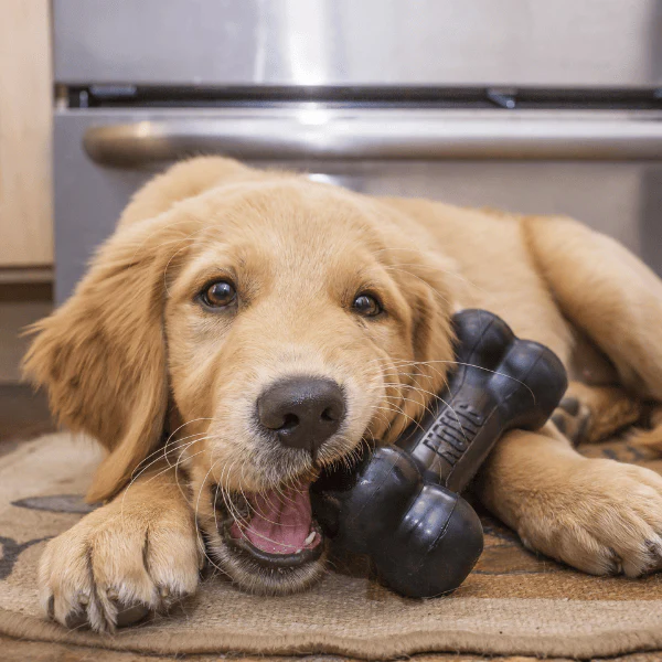 KONG Extreme Goodie Bone Dog Toy - Image 8