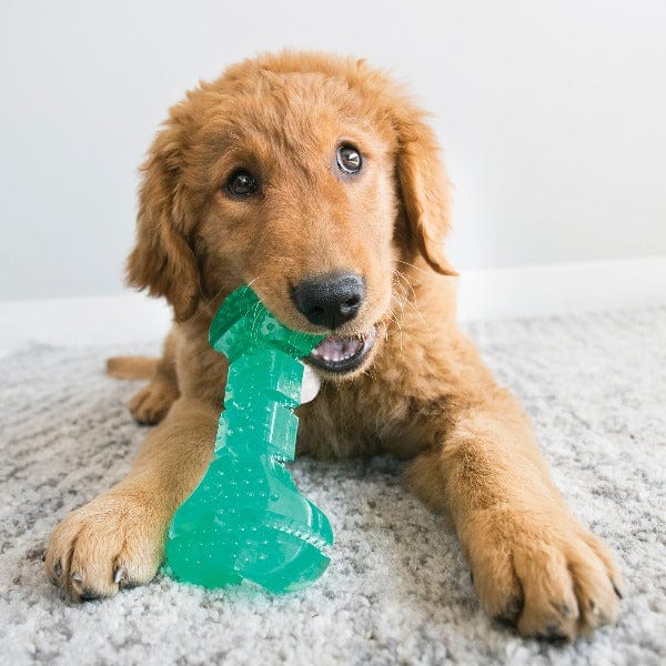 KONG Squeezz Dental Bone Dog Toy - Image 2