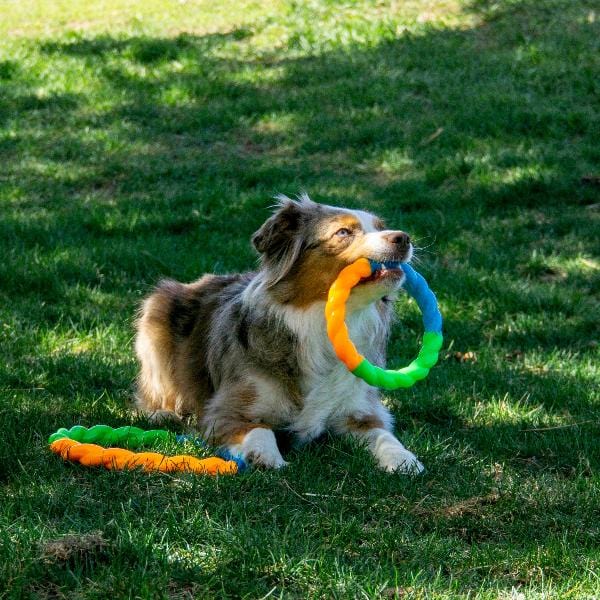 KONG Twistz High-Viz Ring Dog Toy - Image 2