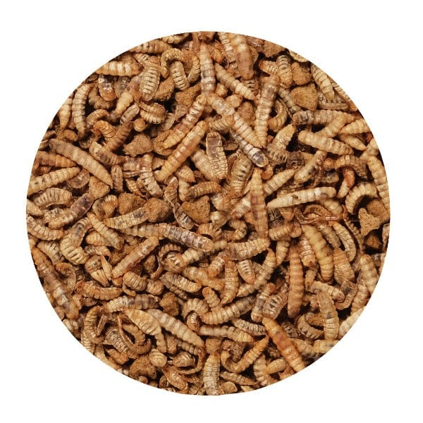 Living World Green Gourmet Toppers - Insects - Image 5