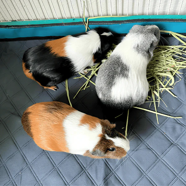 LuftPets Washable Cage Liners - Image 8