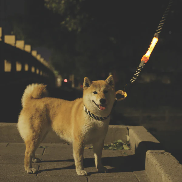 M-PETS FLASH LED Band - Image 11