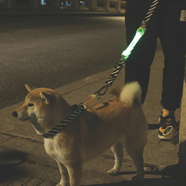 M-PETS FLASH LED Band - Image 5