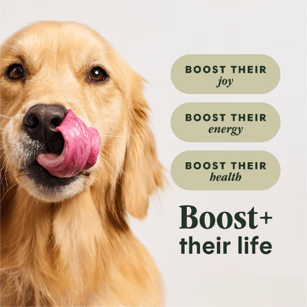Instinct Raw Boost Real Chicken Recipe Dry Dog Food, 20lb - Image 2