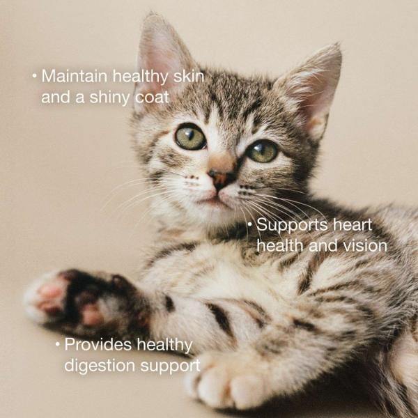 Now Fresh Chicken, Duck & Broth Blend Grain-Free Wet Cat Food - Image 3