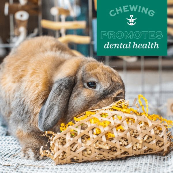 Oxbow Enriched Life - Knot Stick - Image 4