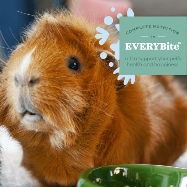 Oxbow Garden Select Adult Guinea Pig Food - Image 2