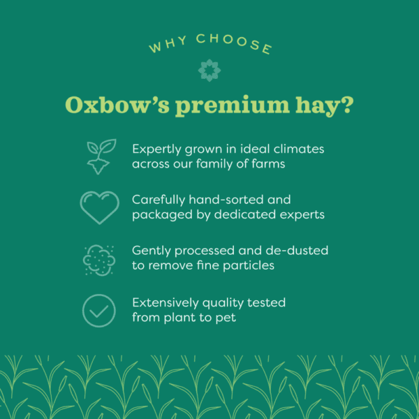 Oxbow Orchard Grass Hay - Image 8