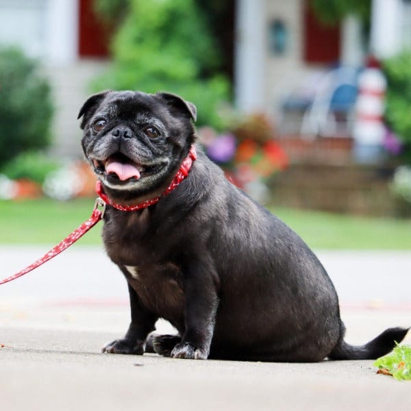 Styles Dog Leash - Image 2