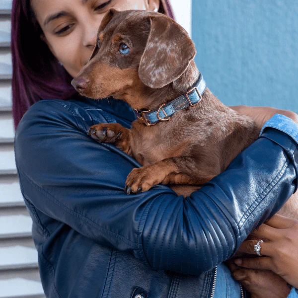 Rogz Urban Classic Dog Collar - Image 2
