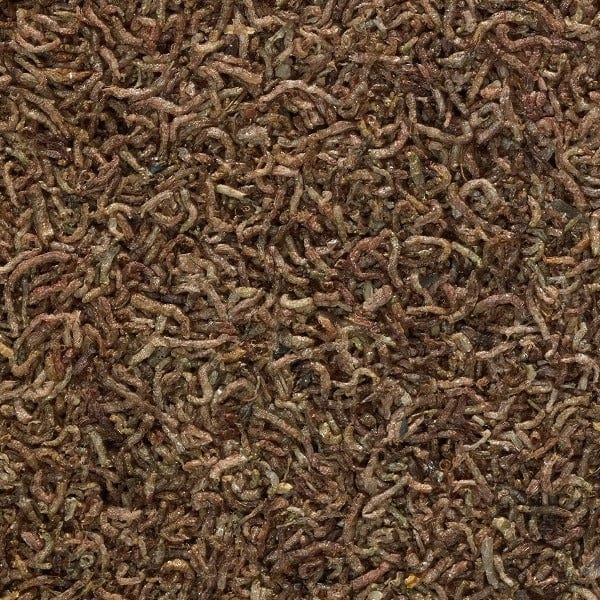 Tetra BloodWorms - Image 2